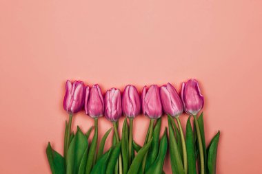 Pembe arka planda pembe laleler. Basit tasarım