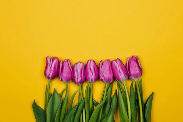 pink purple tulips over yellow background. simple design