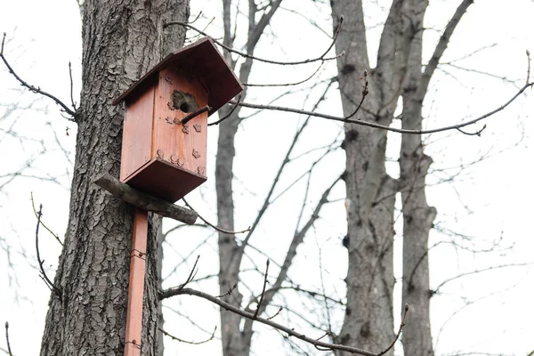 Una casa de pájaros en un árbol en un bosque a principios de la primavera —  Fotos de Stock