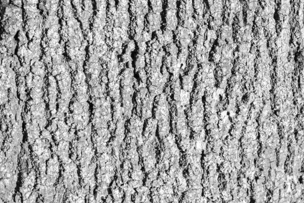 Schwarz und weiß Textur Hintergrund Baumrinde — Stockfoto