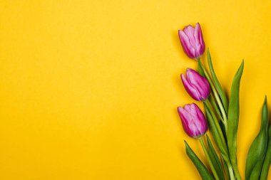 Sağ tarafta üç pembe, mor lale var. Sarı arkaplanda ise telif alanı var.