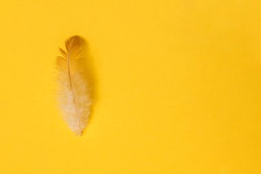 Sarı arka planda sarı tüy ve kopyalama alanı. Paskalya konsepti tasarımı