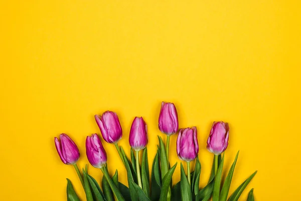 Pink purple tulips over yellow background. simple design — 스톡 사진