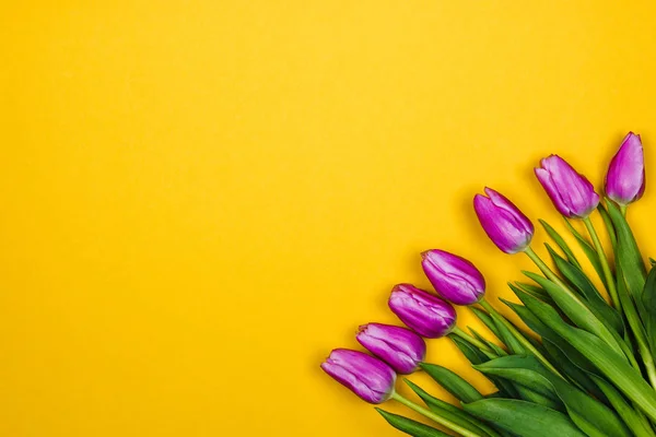 Pink, purple tulips from side on yellow background — 스톡 사진