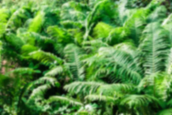 Расплывчатые тропические листья фона в лесу в середине дня — стоковое фото