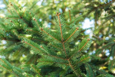 Kapalı taze çam ağacı yaprakları dalları üzerinde bahar aylarında mavi gökyüzü üzerinde.