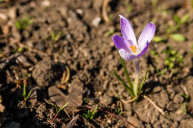 Baharın ilk belirtileri. Gündoğumunda ormanda güneş ışınlarıyla ısıtılan taze bir çiçek..