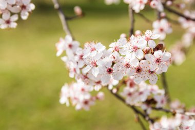 Yakın plan meyve ağacının çiçek açması ilkbaharda açık mavi gökyüzünde pembe beyaz çiçekler..
