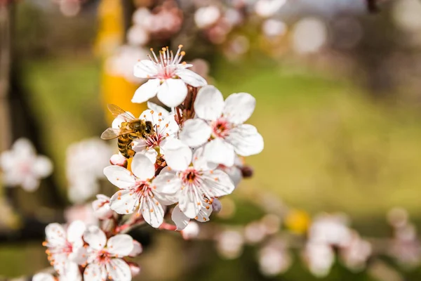 Primo Piano Primavera Natura Scena Ape Impollinazione Bianco Rosa Fiori — Foto Stock