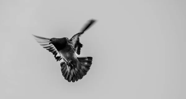 Close Pigeons — Stock Photo, Image