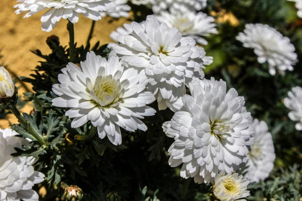 Flores Bloom Primavera — Foto de Stock