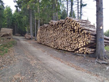 Rudawy Janowickie yakınlarındaki Polonya dağlarında orman