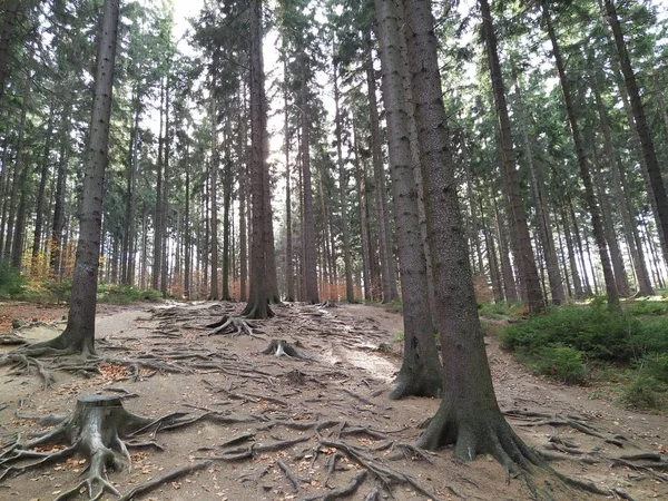 Herfst Bos Poolse Bergen — Stockfoto