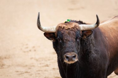 Portre boğa mücadele