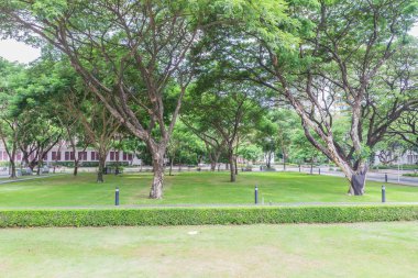 Bangkok, Tayland - 5 Haziran 2016: Mühendislik alanında, Chulalongkorn Üniversitesi, Bangkok, Tayland, Thailand, Silvan Chamchuri veya Mimoza park
