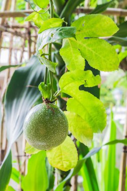Kapalı-up görünümünü olgun tutku meyve. Diyet için iyi bir meyvedir