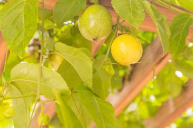 Passion fruit ahşap panel ev Bahçe