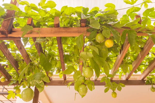 Frutto della passione su tavola di legno nel giardino di casa — Foto Stock