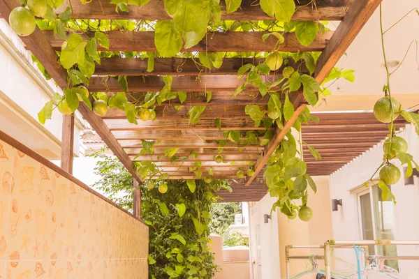 Ogród owoc pasja na drewnianym panelu w domu — Zdjęcie stockowe