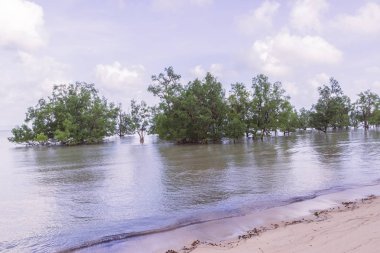 Yalnızlık alacakaranlık plaj akşam mangrov ağaçlarıyla