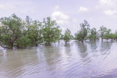 Yalnızlık alacakaranlık plaj akşam mangrov ağaçlarıyla