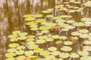 Lotus gölet arka plan olarak kullanılabilir