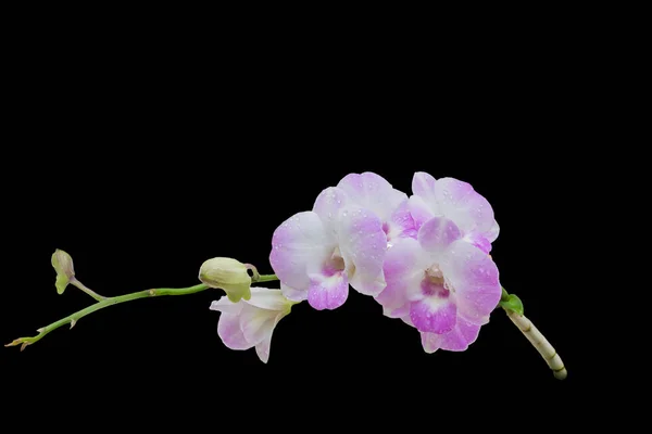 Belle orchidee di colore rosa-bianco su sfondo nero — Foto Stock
