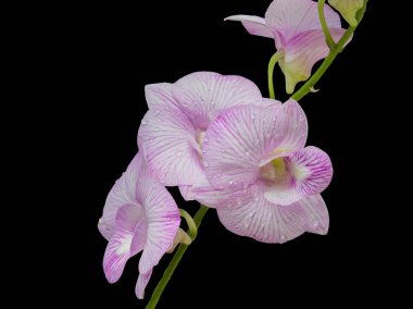 Güzel pembe-beyaz renk orkide ev Bahçe