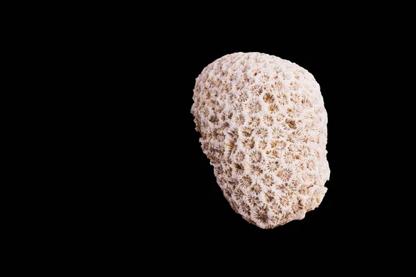 Dead Coral kwiat kształt na białym tle na czarno — Zdjęcie stockowe