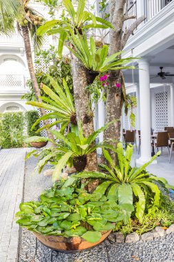 Ağaç ve nilüfer pot dalı üzerinde kuş net eğrelti otu ile peyzaj tasarımı