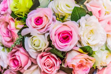 Çeşitli renk arka plan ile renkli gül