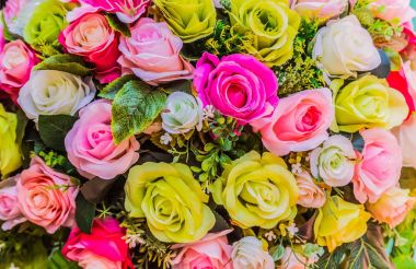 Çeşitli renk arka plan ile renkli gül