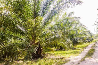 Genç palmiye yağı Ekim Güney Tayland