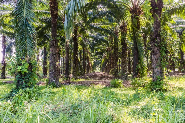 Oil palm plantation in the South of Thailand — Stock Photo, Image