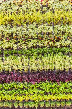 Güzel dikey Bahçe duvar arka plan üzerinde
