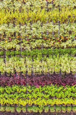 Güzel dikey Bahçe duvar arka plan üzerinde