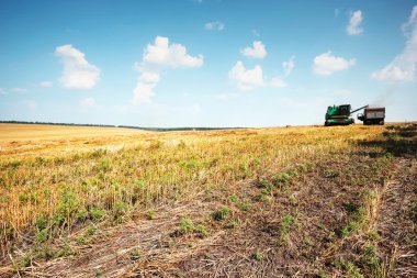 Buğday hasat alanında birleştirmek