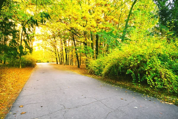 Strada asfaltata in parco con foglie colorate — Foto Stock