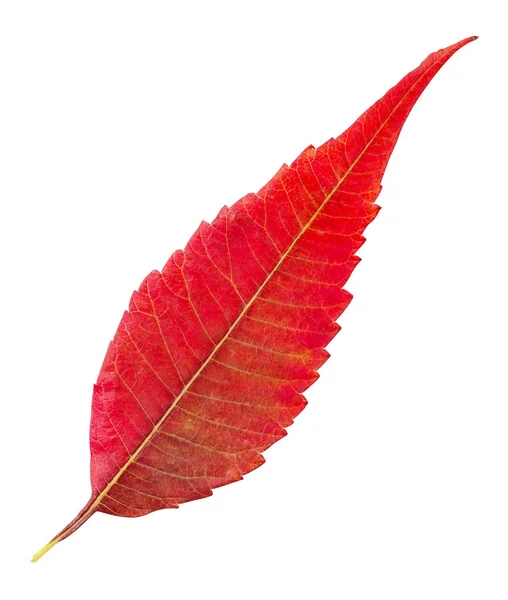 Red autumn leaf — Stock Photo, Image