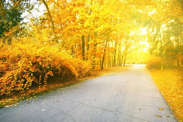 Strada asfaltata in autunno Parco — Foto Stock