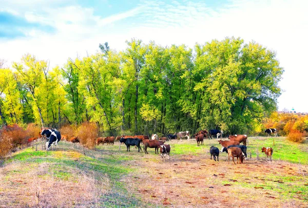 Manada de vacas no prado — Fotografia de Stock