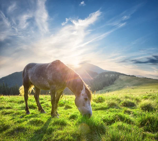 Cavalo ao sol no pasto de montanha verde — Fotografia de Stock