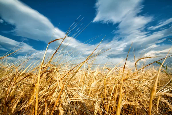 Espigas doradas de trigo contra el cielo azul — Foto de Stock