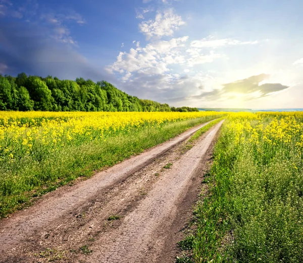 Estrada rural no campo com flores amarelas — Fotografia de Stock