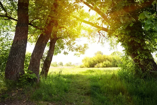 Um caminho sob árvores verdes para o sol — Fotografia de Stock