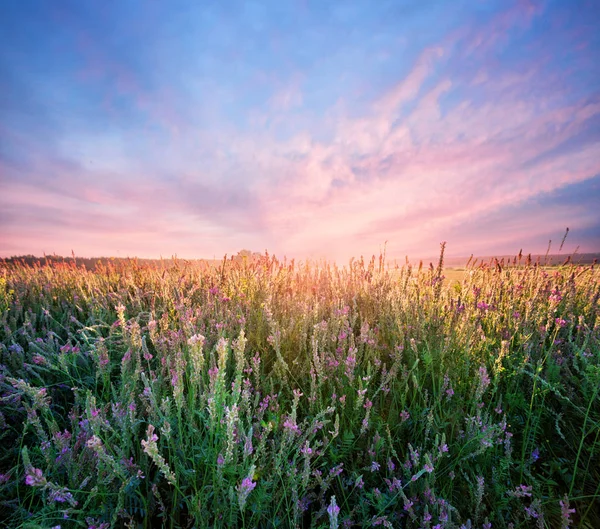 Campo con fiori di erba medica all'alba — Foto Stock