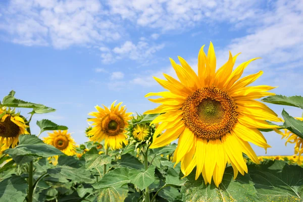 Gelbe Sonnenblume gegen den blauen Himmel — Stockfoto