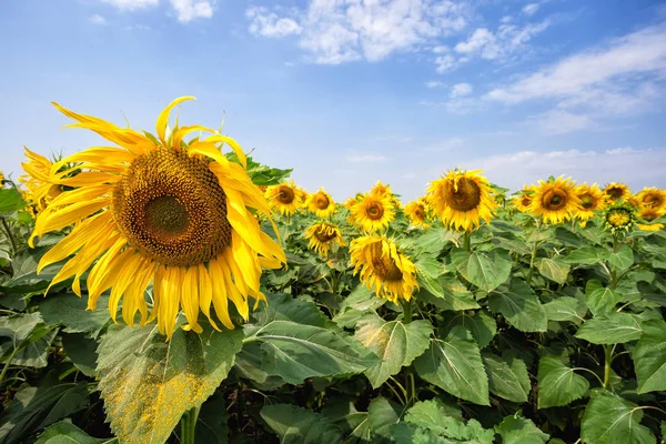 Gelbe Sonnenblume vor blauem bewölkten Himmel — Stockfoto
