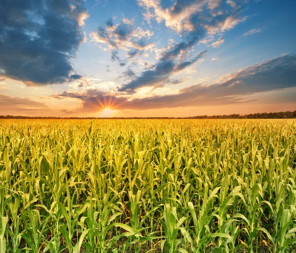 Campo con maíz al atardecer — Foto de Stock