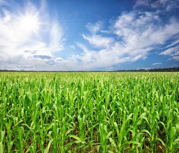 Поле з кукурудзою під яскравим сонцем — стокове фото